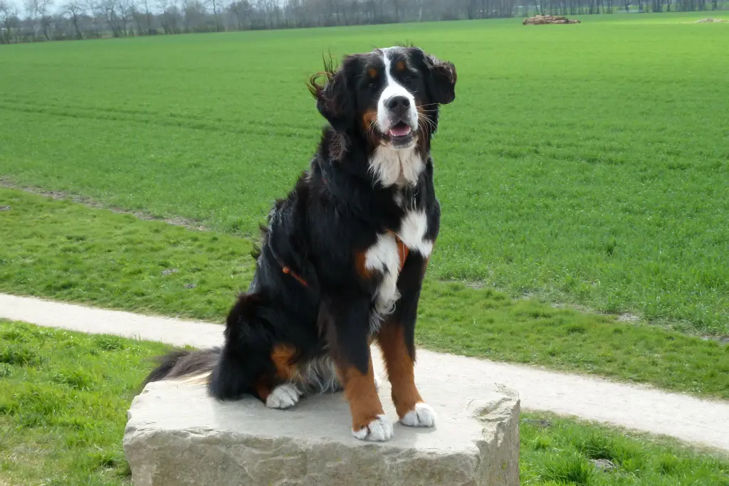 Bild von Betty