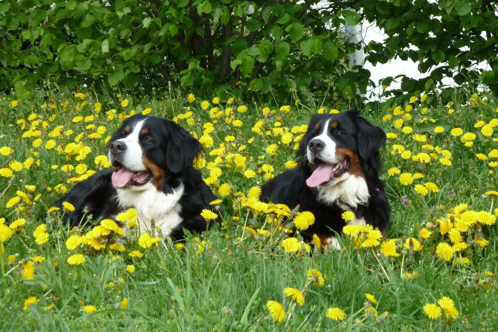 Bild von Betty