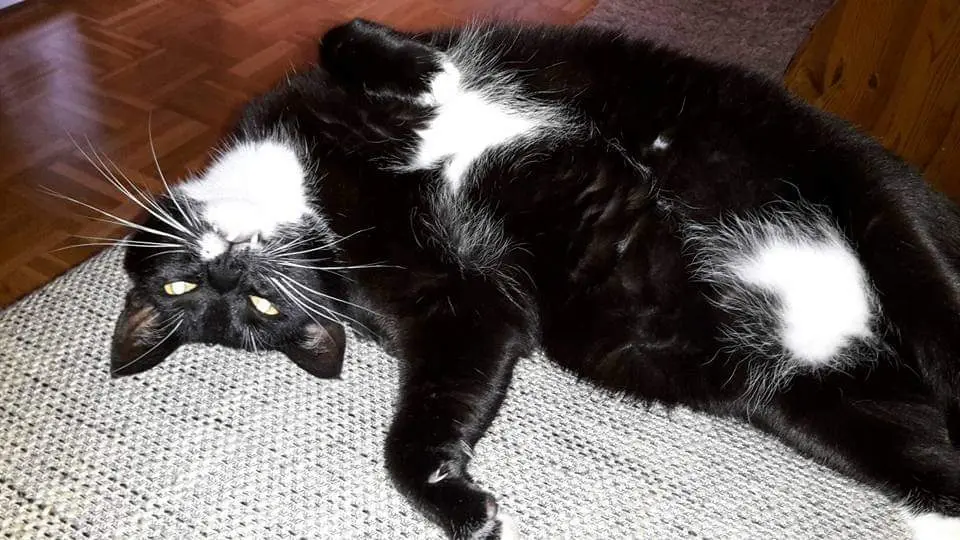 Image from Blacky "Bebi"