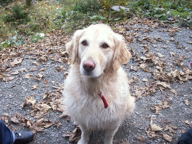Condolence image of Lisa