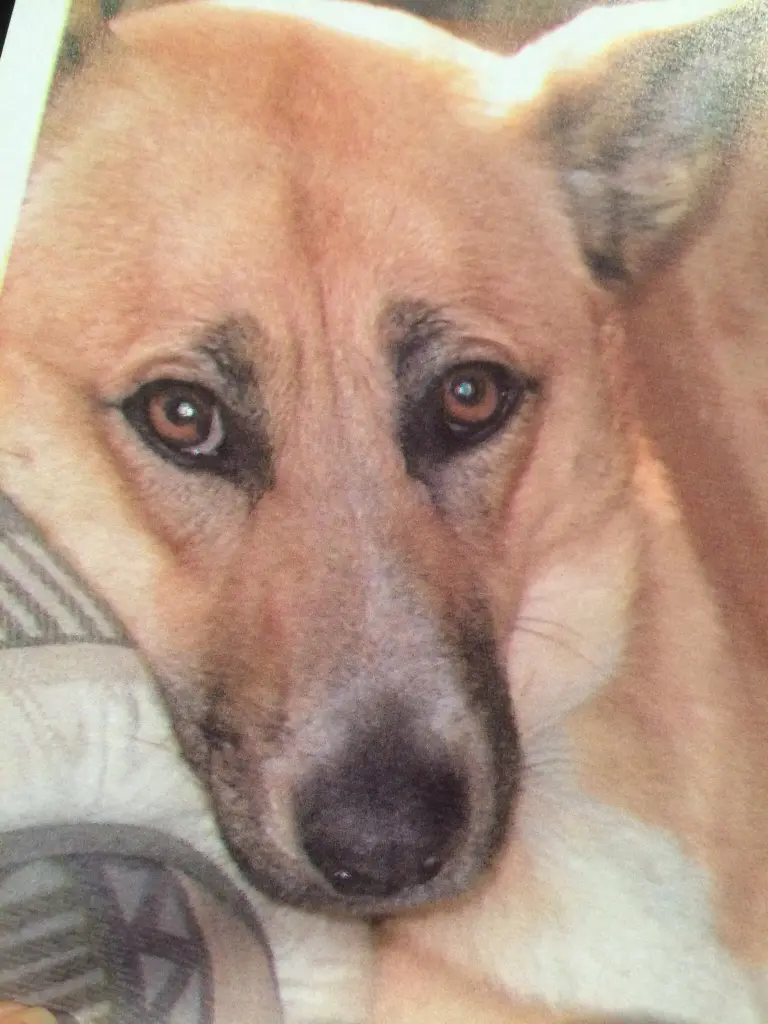 Condolence image of Heike