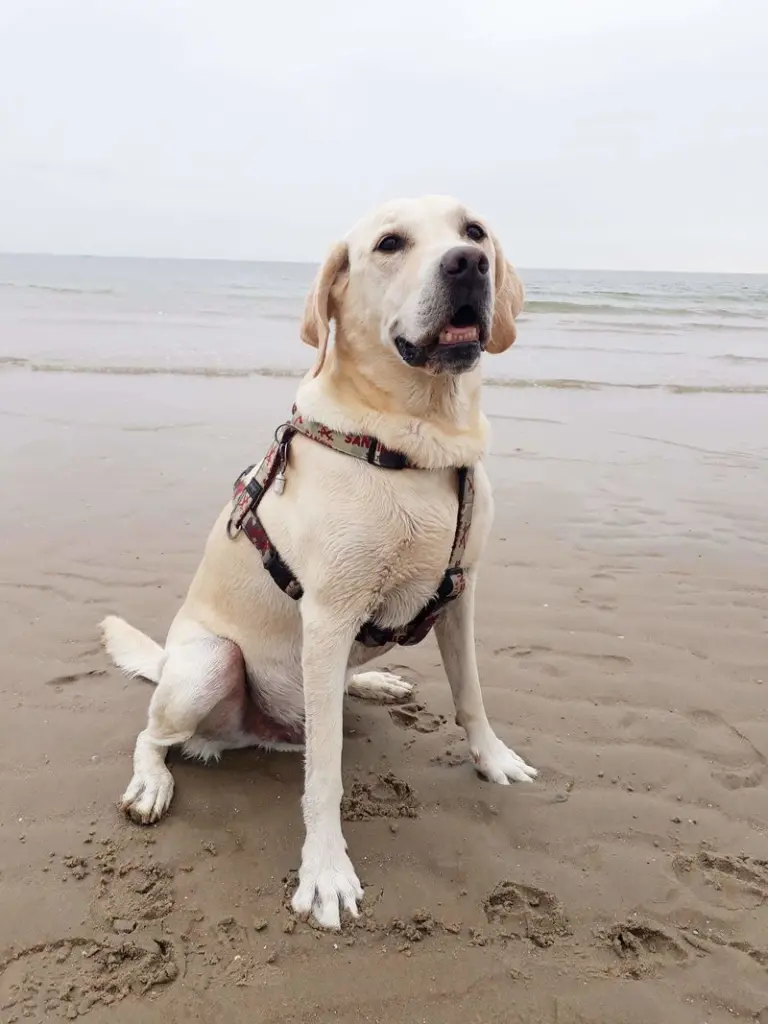 Andachtsbild von Andrea