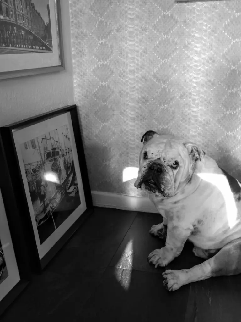 Andachtsbild von Yvonne mit King tief im Herzen❤️✝️13.09.2019 (eng. Bulldog)