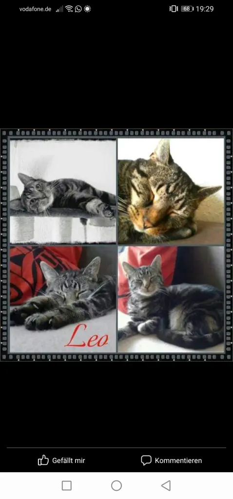 Image from Leo