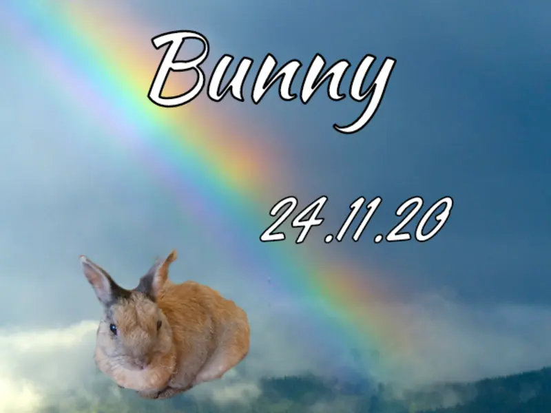 Andachtsbild von Patricia mit Bunny im ❤ gest. 24.11.2020 