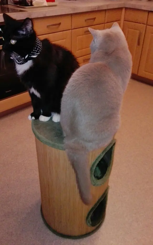 Andachtsbild von Petra mit Gary und Miki im Herzen