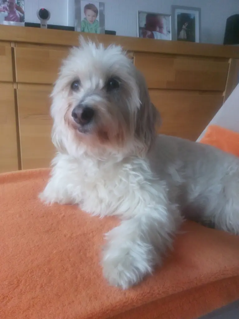 Image from Stella