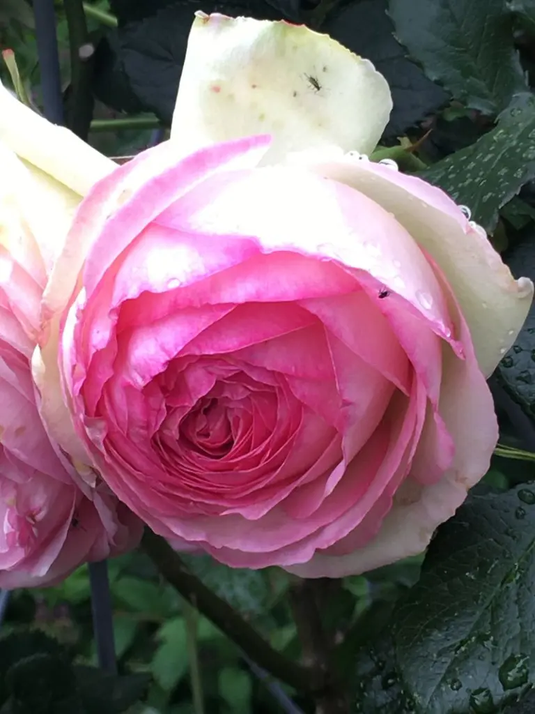 Condolence image of Sabine