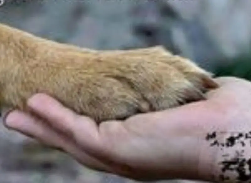 Andachtsbild von Anke