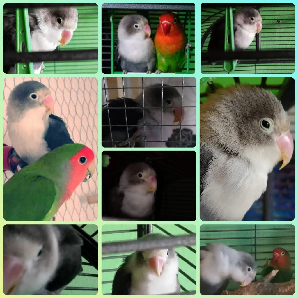 Image from Tweety