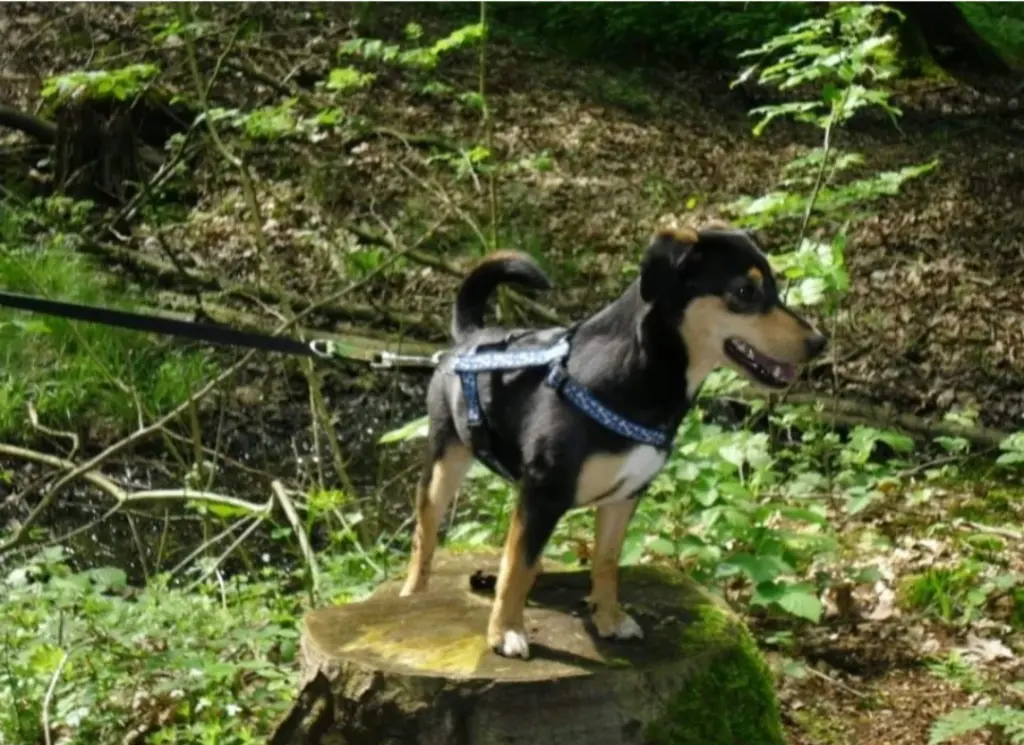 Image from Thyson "Thyssi"