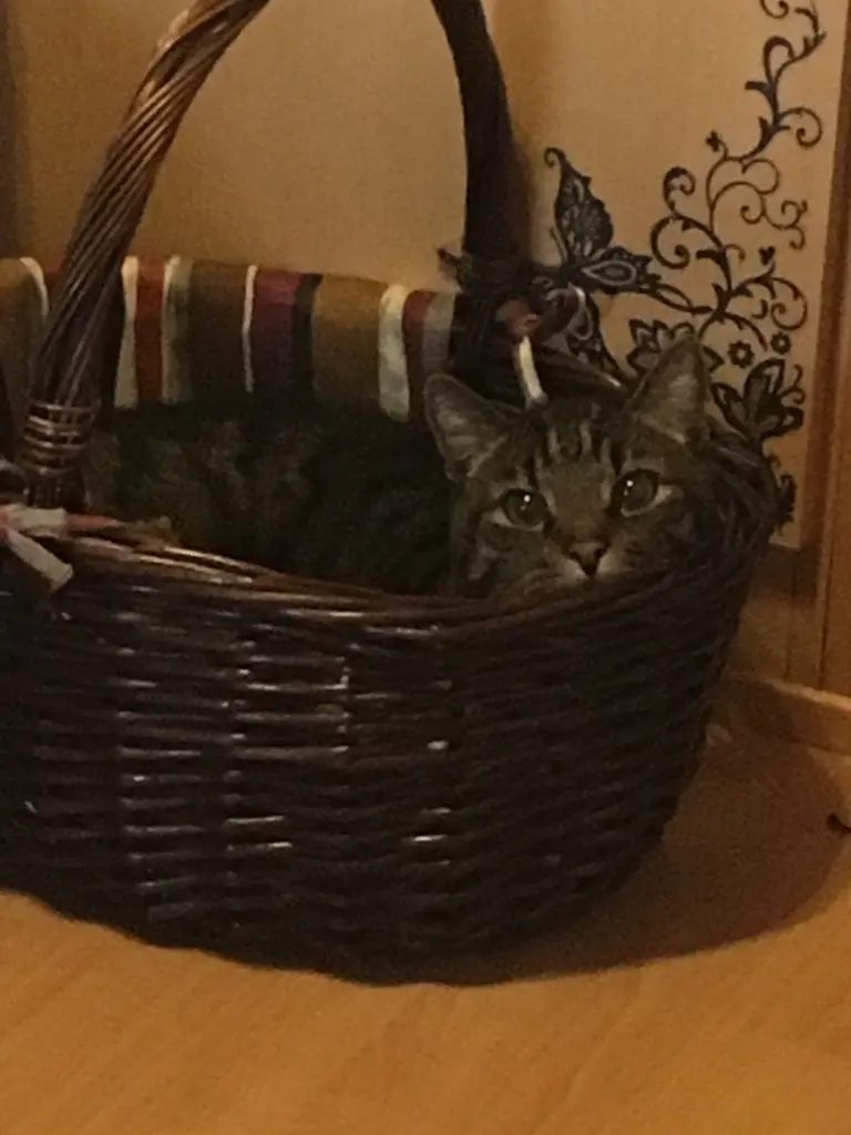 Image from Timmy 