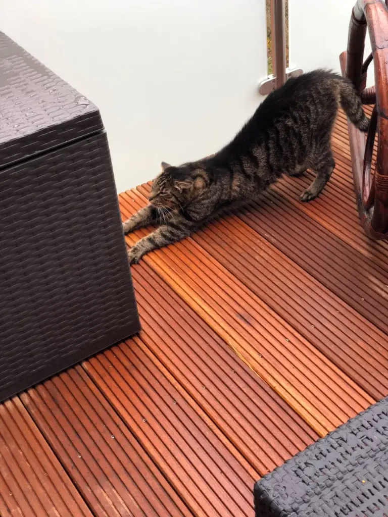 Image from Timmy