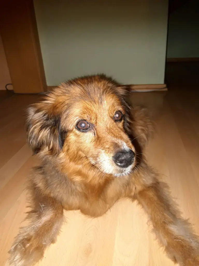 Andachtsbild von Marion