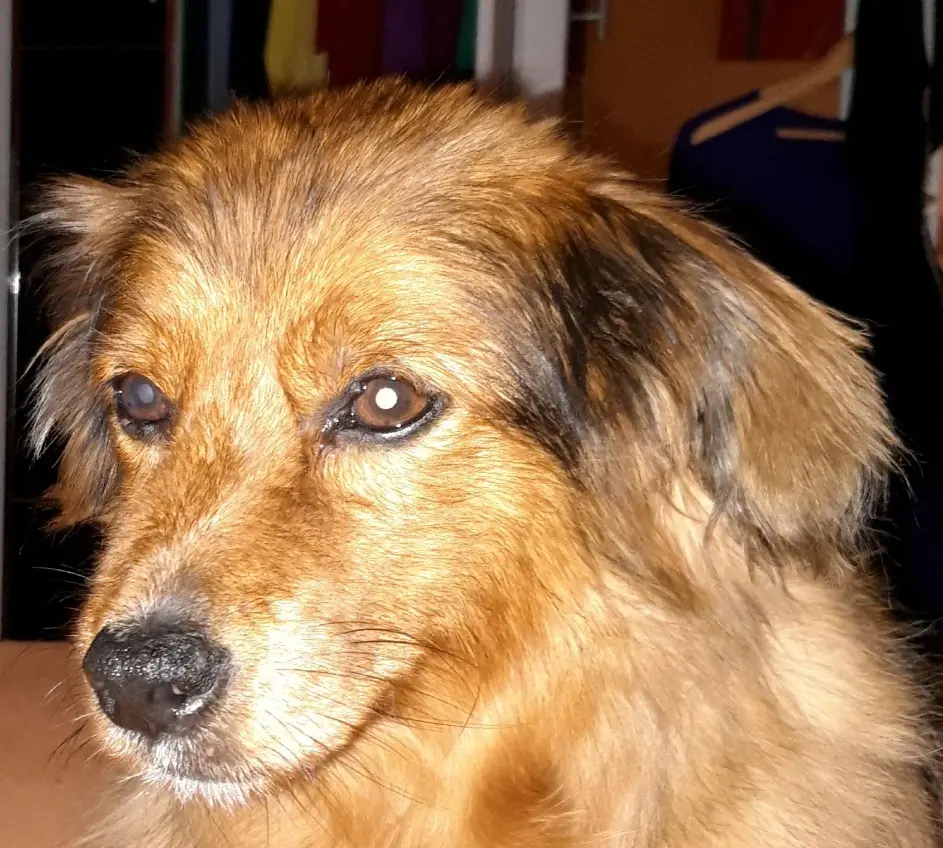 Andachtsbild von Marion