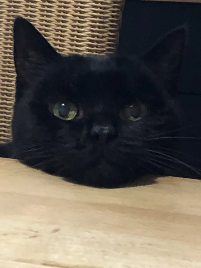 Image from Oscar