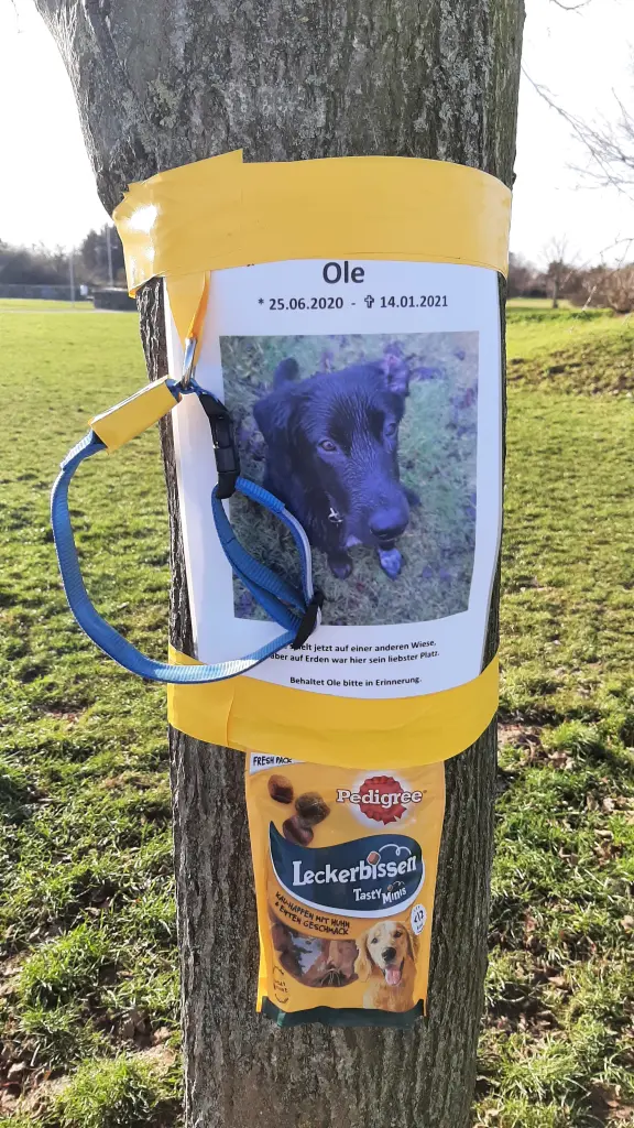 Image from Ole
