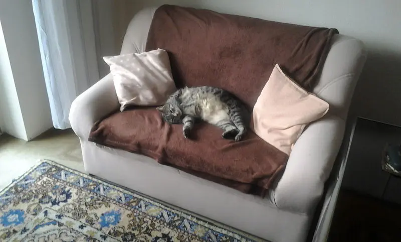 Condolence image of Silvia mit Gatita im Herzen, gest. 30.10.2020