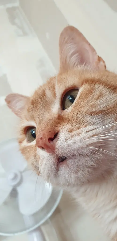 Image from Tomalle "Mimsy"