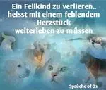 Condolence image of Katrin und Katzi im ❤️