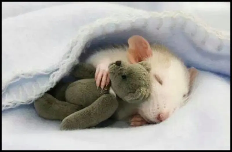 Condolence image of klaus