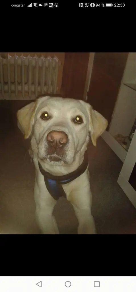 Image from Simba