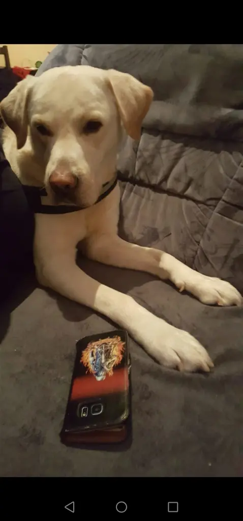 Image from Simba