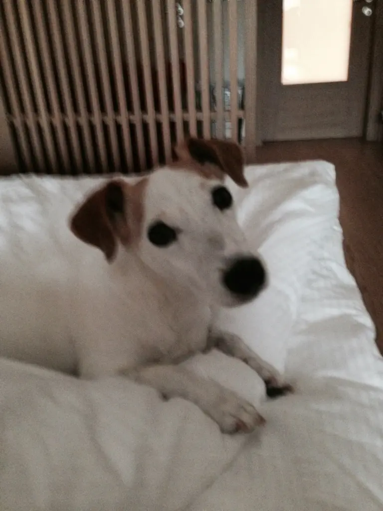 Image from Lenni