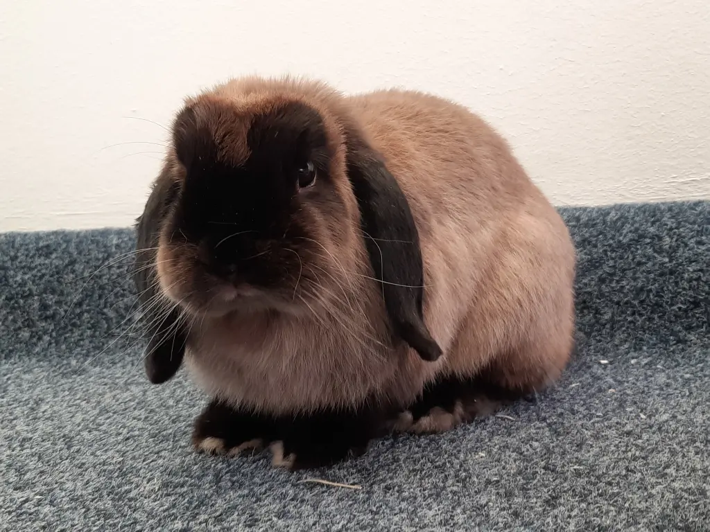 Image from Bobby