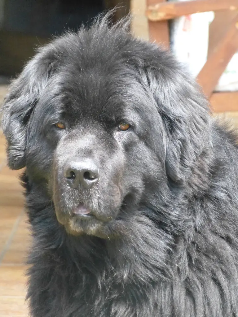 Image from Ares, genannt Ari