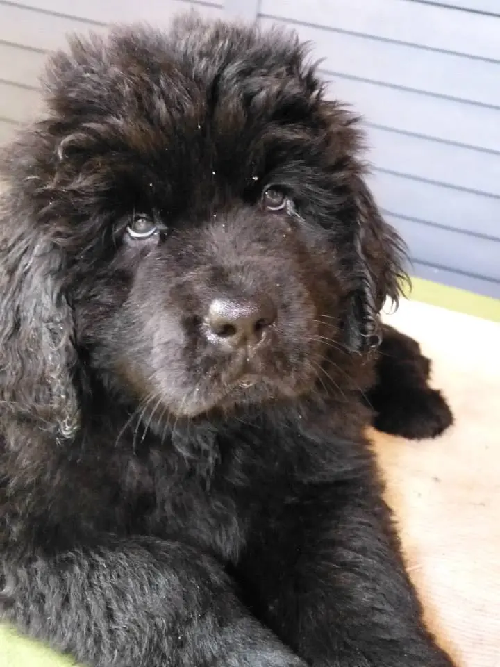 Image from Ares, genannt Ari