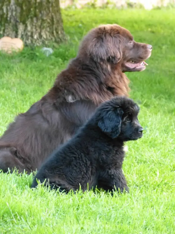 Image from Ares, genannt Ari