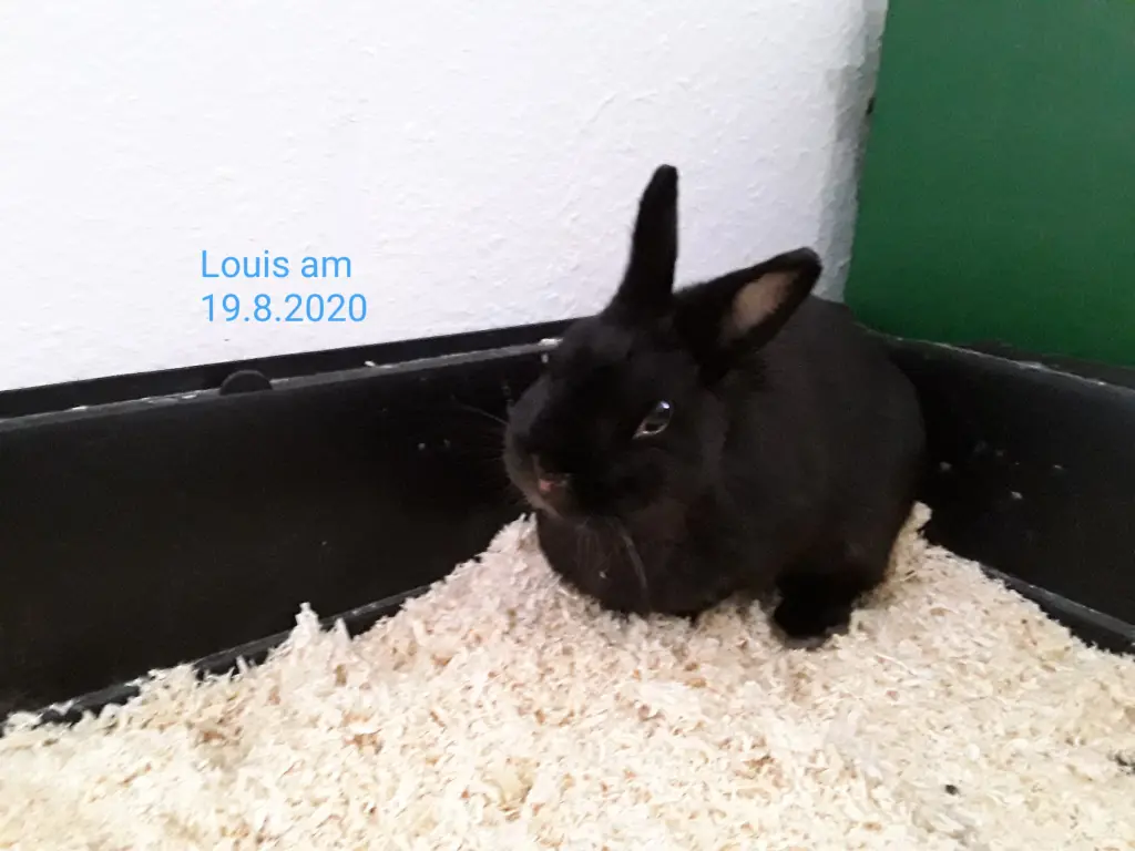 Image from Louis