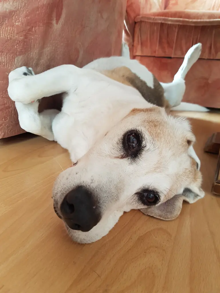 Image from Rusty
