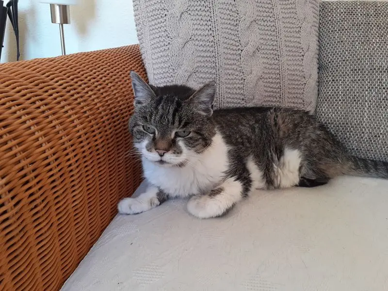 Condolence image of Andrea mit Minki im ❤ gest.19.10.2020