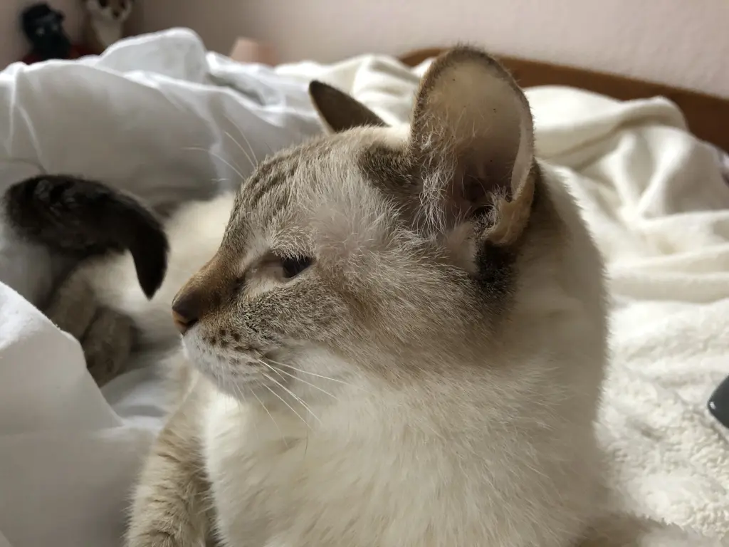 Condolence image of Birgit