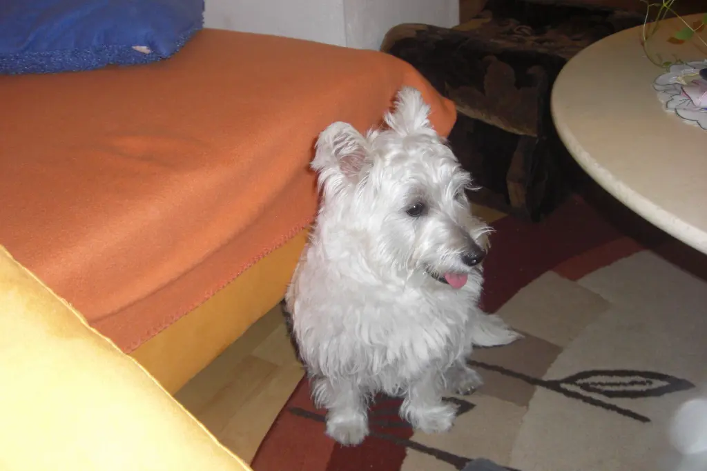 Image from Kiki