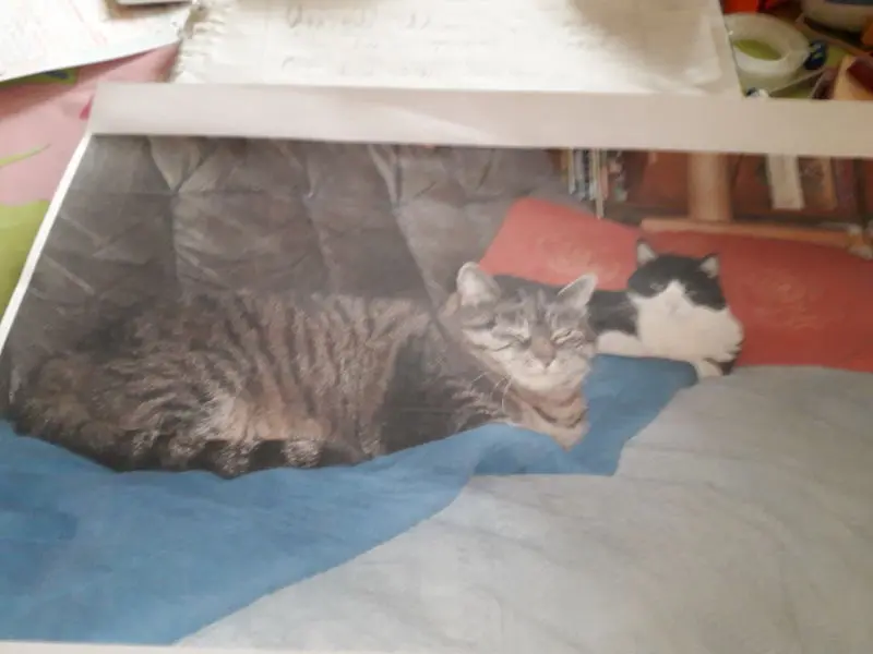 Condolence image of cornelia mit kessy und cipsy im herzen