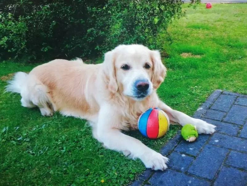 Condolence image of Heike