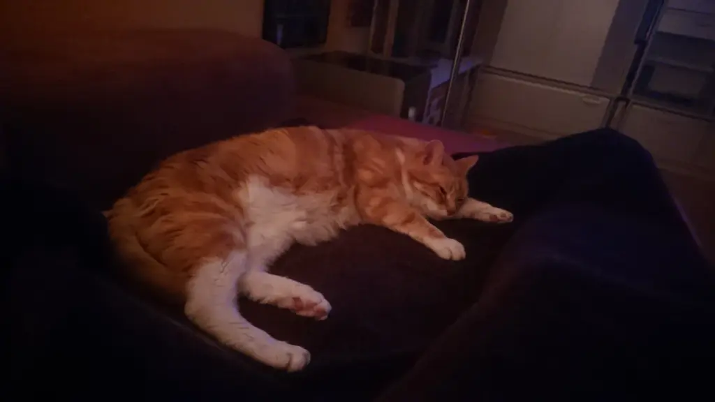 Image from Muffin