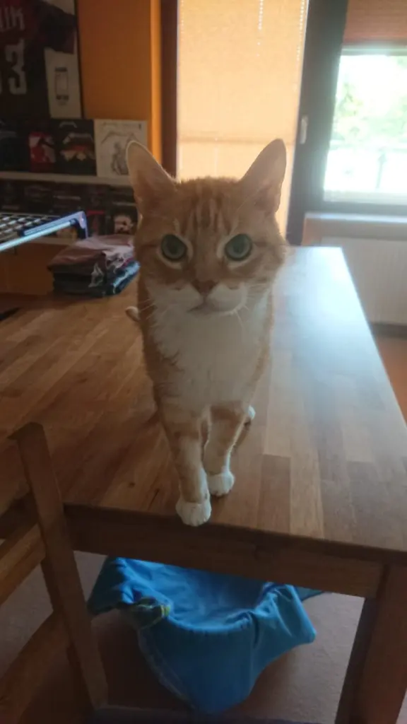 Image from Muffin
