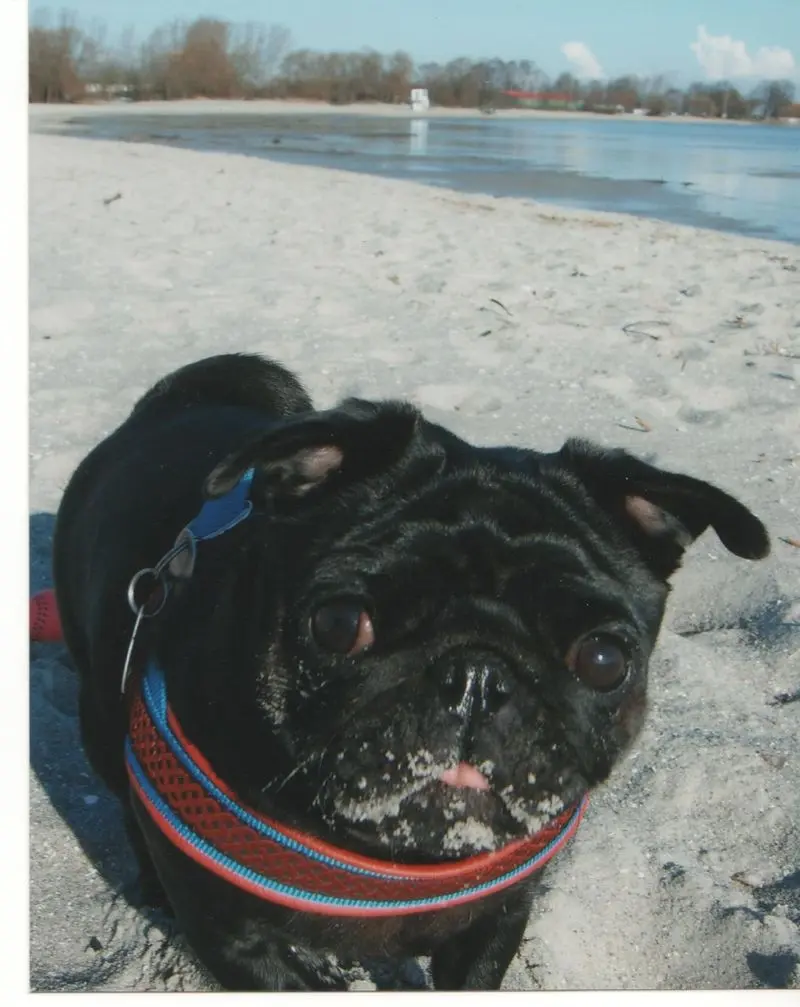 Condolence image of Iris mit Molly im Herzen