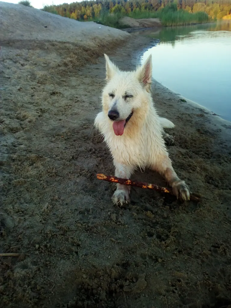 Image from Kora