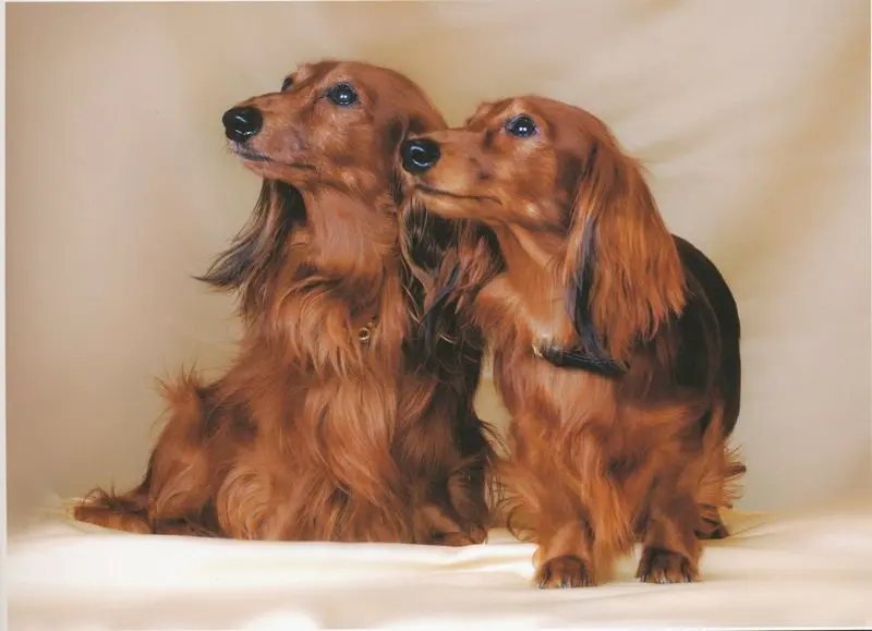 Condolence image of CHILI Muskato vom Bergeler Feld
