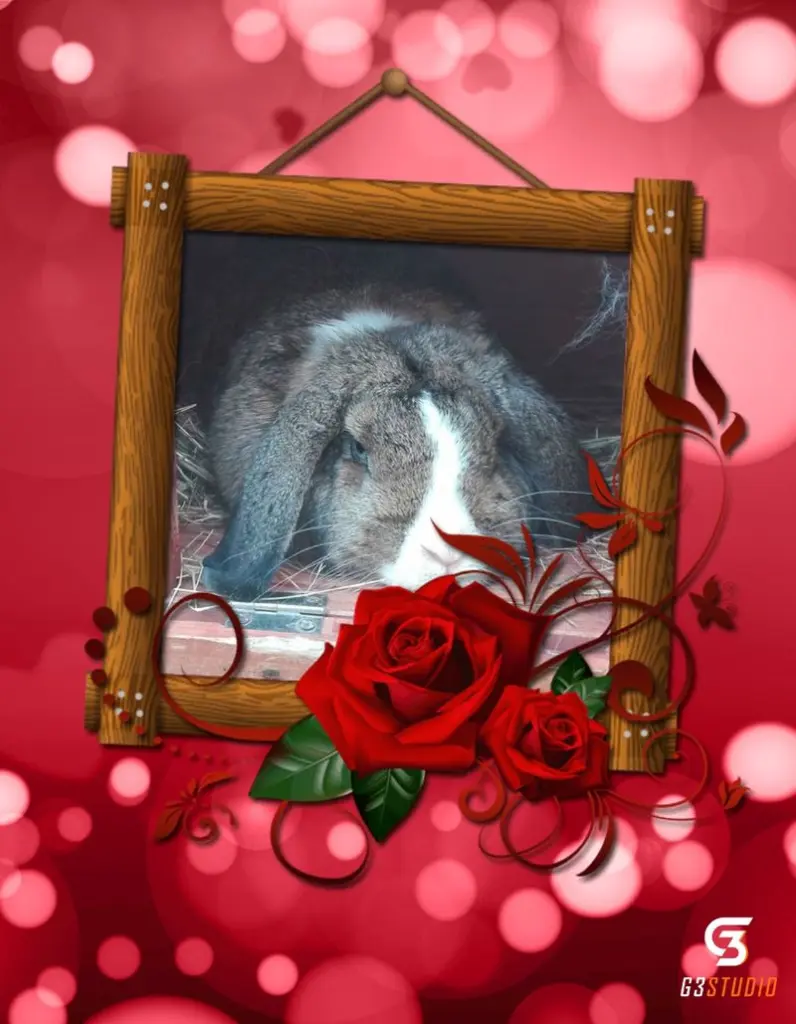 Condolence image of Sternchenpost ⭐
