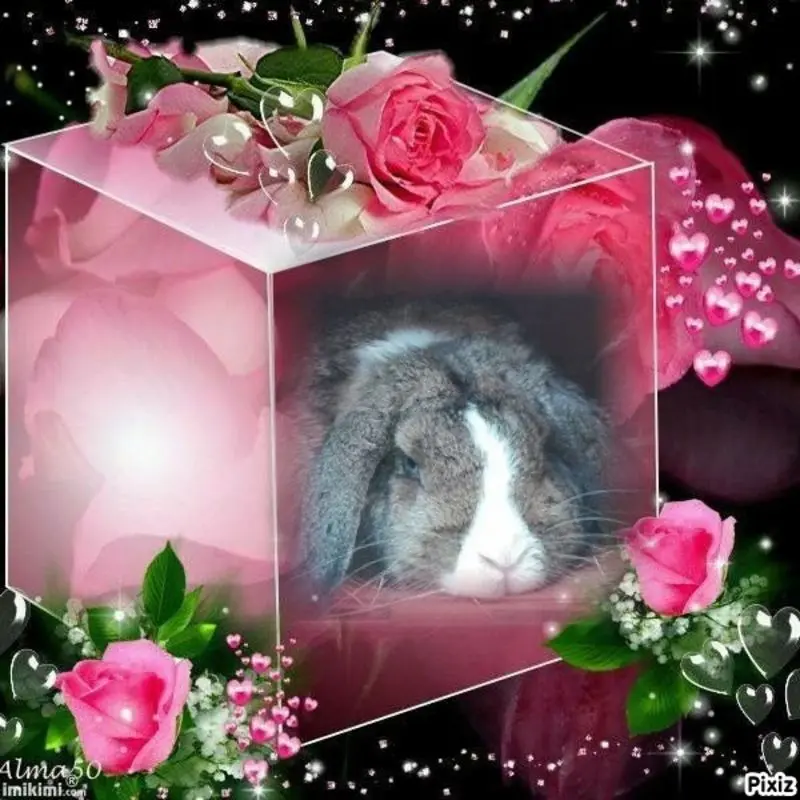 Condolence image of Sternchenpost ⭐