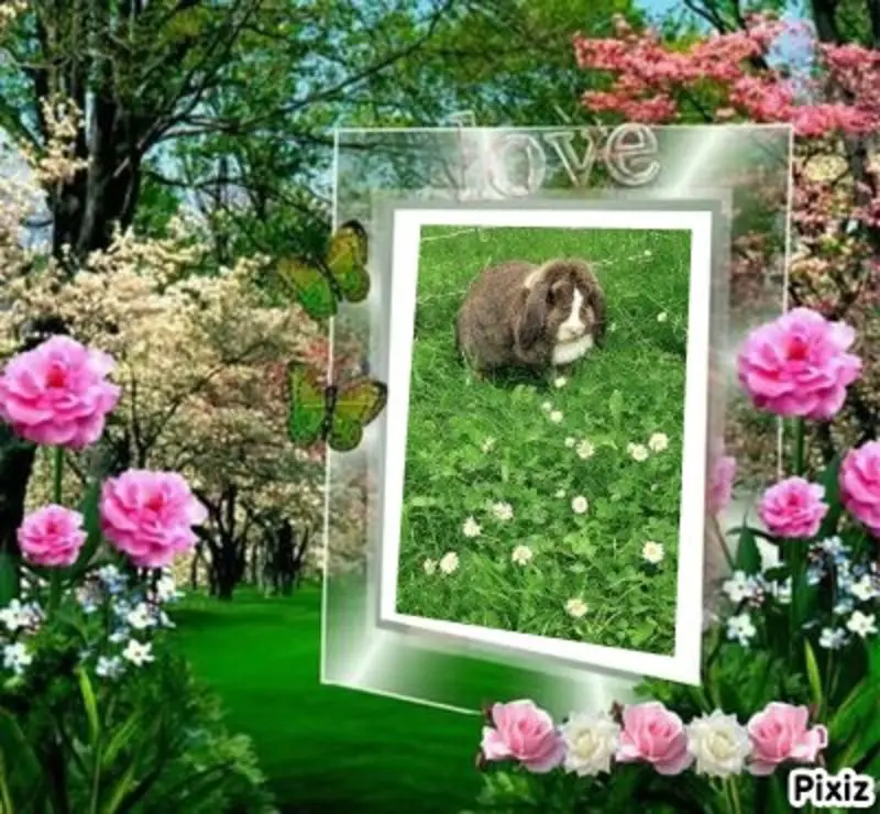Condolence image of Sternchenpost ⭐