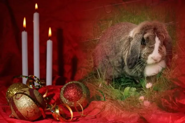 Condolence image of Patricia mit Bunny