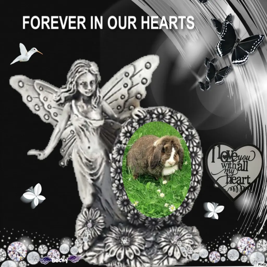 Condolence image of Sternchenpost ⭐