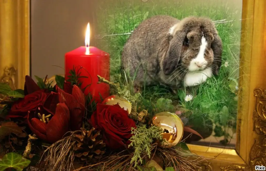 Condolence image of Patricia mit Bunny ❤️